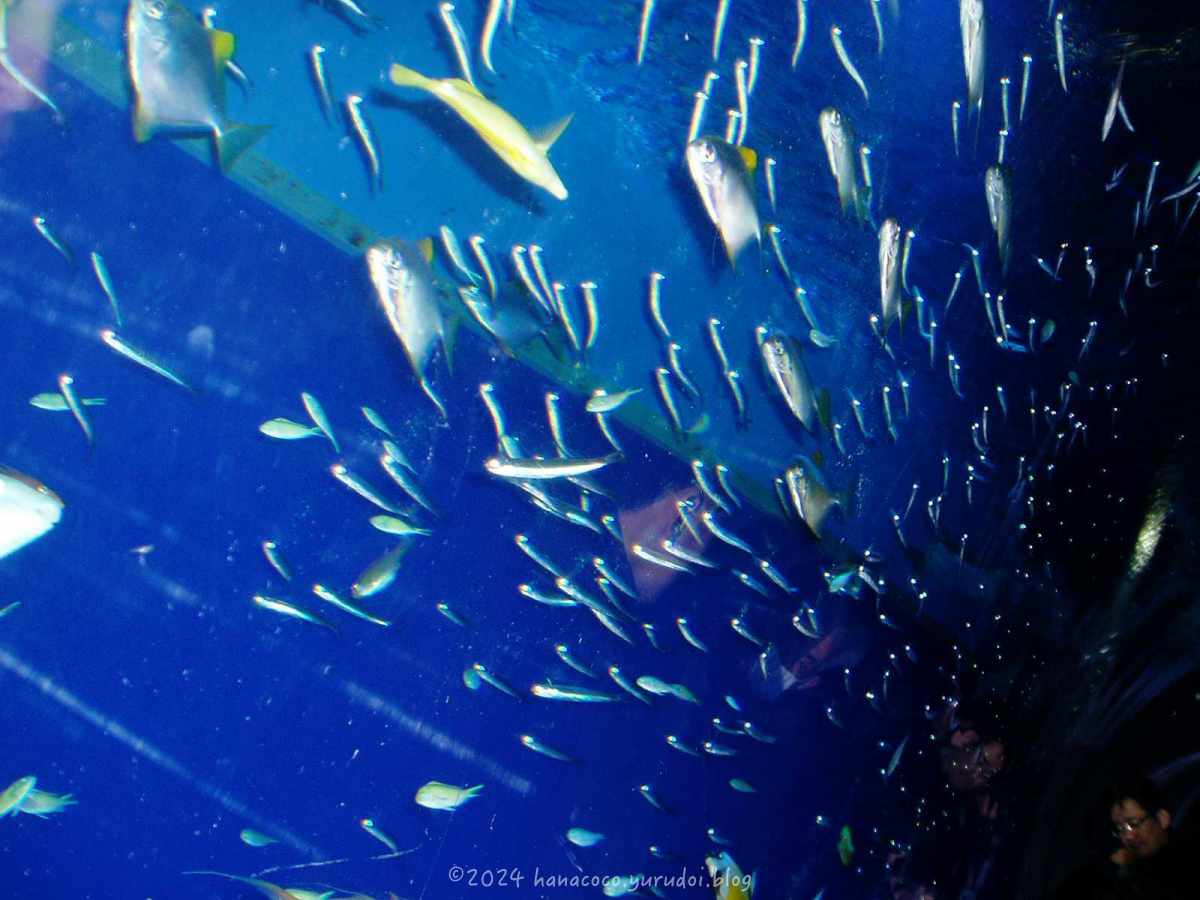 魚が回遊している